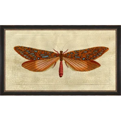 Wendover Art Group Crackled Moth 1 - Picture Frame Painting On Paper In Blue;orange