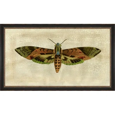 Wendover Art Group Crackled Moth 6 - Picture Frame Painting On Paper In Brown;green;beige
