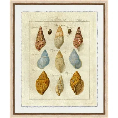 Wendover Art Group Crackled Shell Figure 2 - Picture Frame Graphic Art On Paper In Blue;brown;beige
