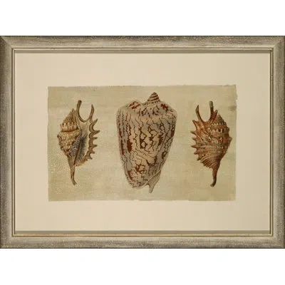 Wendover Art Group Crackled Triple Shell 2 - Picture Frame Painting On Paper In Brown;beige