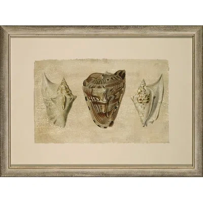 Wendover Art Group Crackled Triple Shell 3 - Picture Frame Painting On Paper In Brown;beige