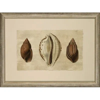 Wendover Art Group Crackled Triple Shell 4 - Picture Frame Paintingon Paper In Brown;white