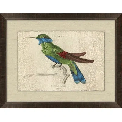 Wendover Art Group Crackled Trochilus 2 - Picture Frame Graphic Art On Paper In Green;beige