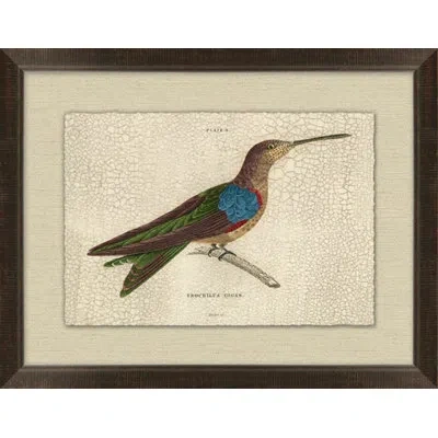 Wendover Art Group Crackled Trochilus 4 - Picture Frame Graphic Art On Paper In Brown;beige