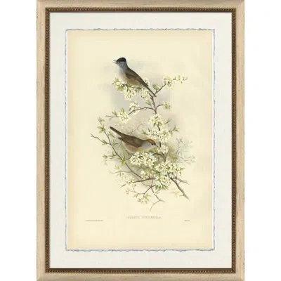 Wendover Art Group Curruca Atricapilla - Picture Frame Graphic Art On Paper In Brown;green
