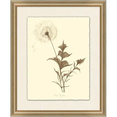 Wendover Art Group Dandelion - Picture Frame On Paper In Brown;beige