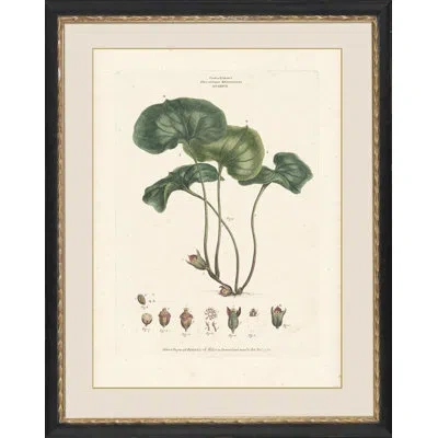 Wendover Art Group Decandria Monogynia I - Picture Frame Print On Paper In Green