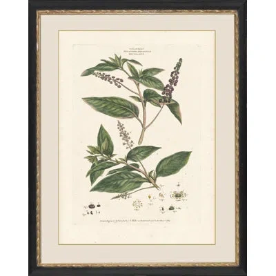 Wendover Art Group Decandria Monogynia Ii - Picture Frame Print On Paper In Green;beige