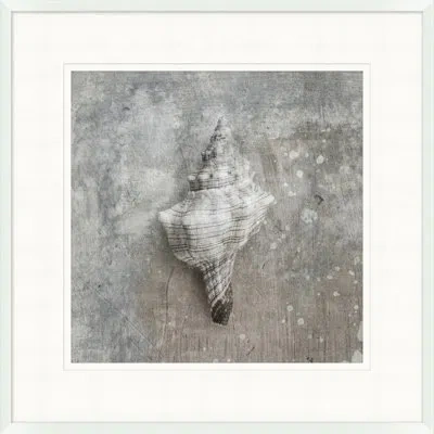 Wendover Art Group Distressed Sea Shell 5 - Picture Frame Photograph On Paper In Black;white;gray