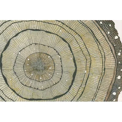 Wendover Art Group Douglar Fir In Brown,gray