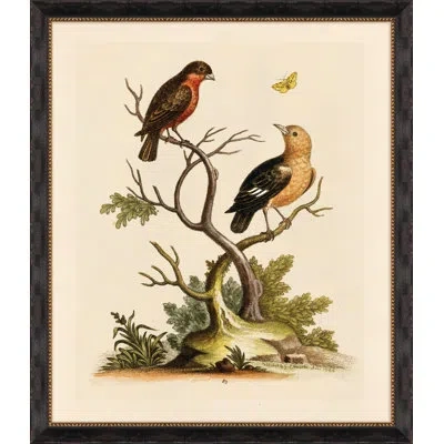 Wendover Art Group Edwards Naturalist Study Ii - Picture Frame Painting On Paper In Brown;green;beige