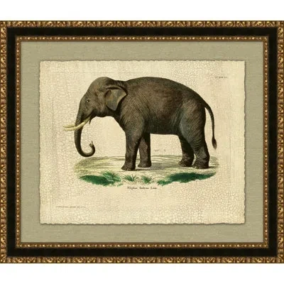 Wendover Art Group Elephas Indicas - Picture Frame Graphic Art On Paper In Brown