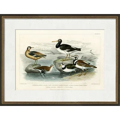 Wendover Art Group European Oyster Catcher - Picture Frame Painting On Paper In Black;brown;gray