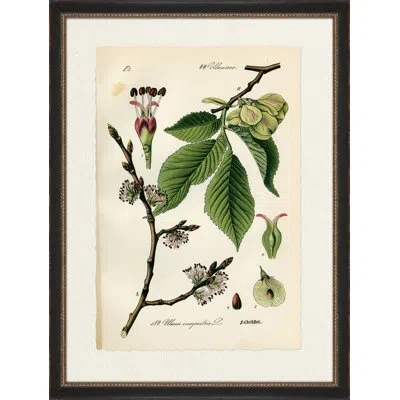 Wendover Art Group Feldrufter - Picture Frame Print On Paper In Green;beige
