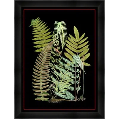 Wendover Art Group Fern 1 By Thom Filicia - Picture Frame Print On Paper In Black;green