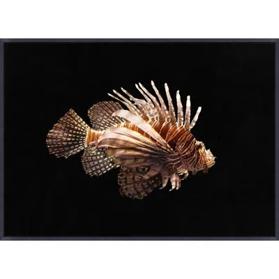 Wendover Art Group Firefish By Mat Sanders - Floater Frame Photograph On Canvas In Black;brown;ivory