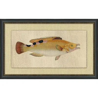 Wendover Art Group Fish Study 2 - Picture Frame Painting In Multi
