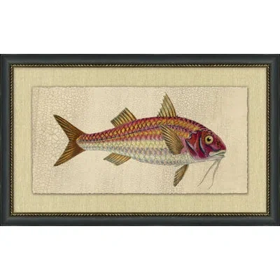 Wendover Art Group Fish Study 6 - Picture Frame Painting In Multi