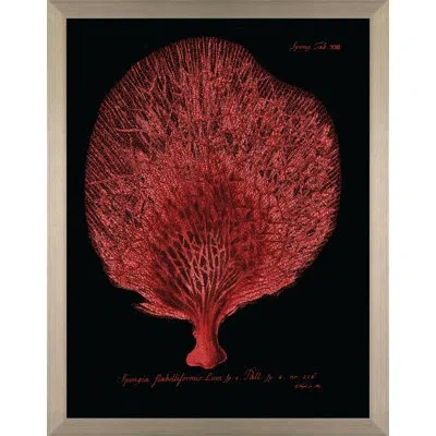 Wendover Art Group Flabellum On Black I - Picture Frame Graphic Art On Paper In Black;red