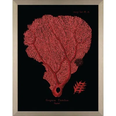 Wendover Art Group Flabellum On Black Ii - Picture Frame Graphic Art On Paper In Black;red
