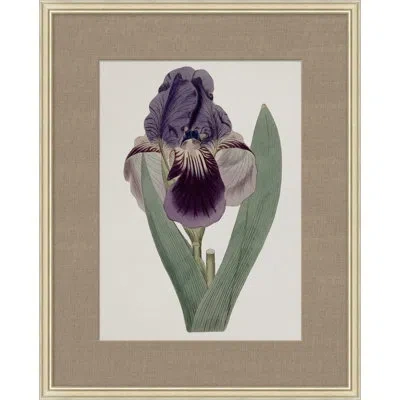Wendover Art Group Floral Study In Plum 2 - Picture Frame Painting On Paper In Green;purple