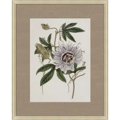 Wendover Art Group Floral Study In Plum 4 - Picture Frame Painting On Paper In Brown;white;green