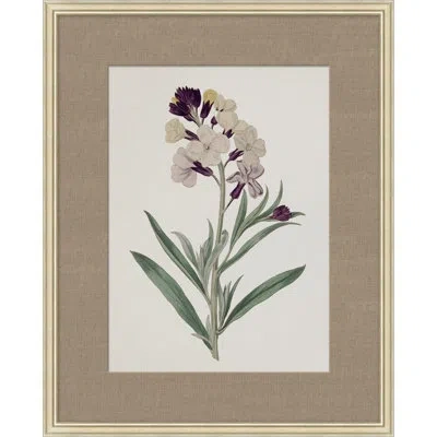 Wendover Art Group Floral Study In Plum 5 - Picture Frame Painting On Paper In White;green;purple