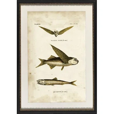 Wendover Art Group Flying Fish - Picture Frame Graphic Art On Paper In Brown;beige