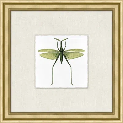Wendover Art Group Flying Specimen 1 In Tan,green,white
