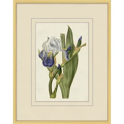 Wendover Art Group Fresh Flowers 1 - Picture Frame Painting On Paper In Green;beige;purple