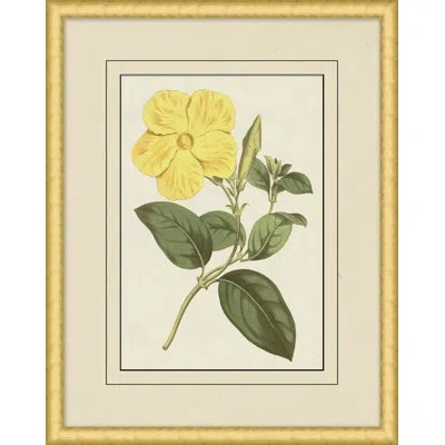Wendover Art Group Fresh Flowers 4 - Picture Frame Painting In Brown