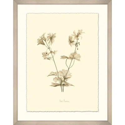 Wendover Art Group Geranium - Picture Frame Graphic Art On Paper In Brown;cream