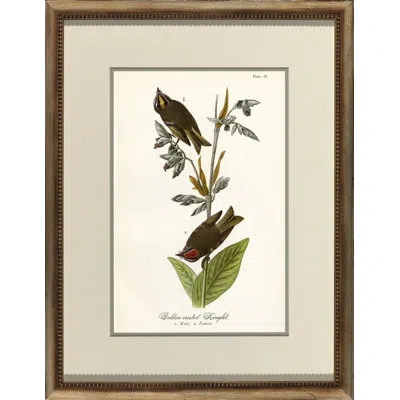 Wendover Art Group Golden Crested Kinglet - Picture Frame Graphic Art In Brown;green;beige