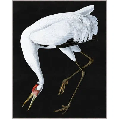 Wendover Art Group Grand Audubon 2 By Thom Filicia - Floater Frame Graphic Art On Canvas In Black;white