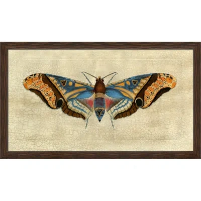 Wendover Art Group Grand Moth Ii - Picture Frame Painting On Paper In Blue;red;beige;orange