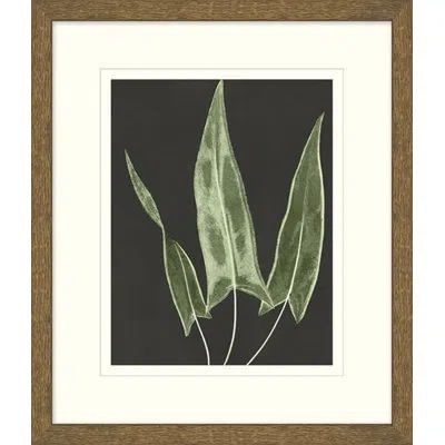 Wendover Art Group Graphic Lewis Ferns 1 - Picture Frame Graphic Art On Paper In White;green;beige