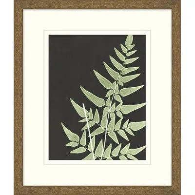 Wendover Art Group Graphic Lewis Ferns 2 - Picture Frame Graphic Art On Paper In White;green;beige