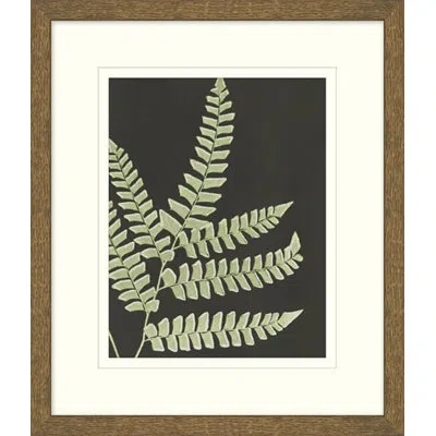 Wendover Art Group Graphic Lewis Ferns 6 - Picture Frame Graphic Art On Paper In Black;green