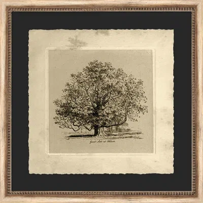 Wendover Art Group Great Ash At Woburn - Picture Frame Painting On Paper In Black;gray