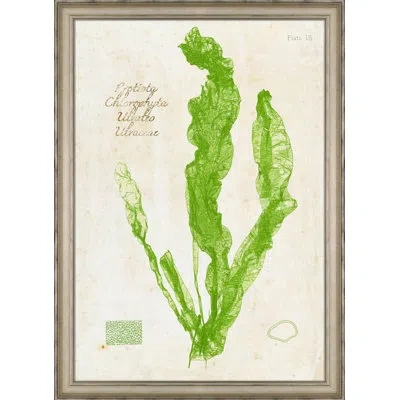 Wendover Art Group Green Sea Lettuce I - Picture Frame Painting On Paper In White;green