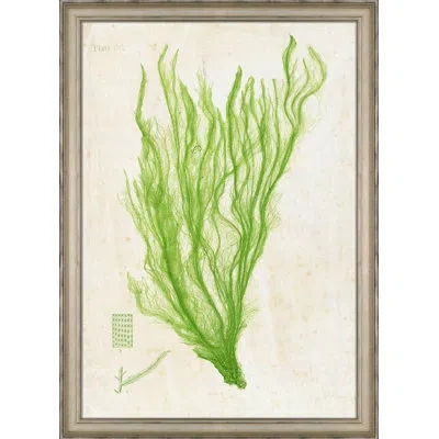 Wendover Art Group Green Sea Lettuce Ii - Picture Frame Painting On Paper In White;green