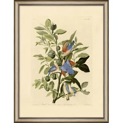 Wendover Art Group Ground Dove - Picture Frame Painting On Paper In Green;beige