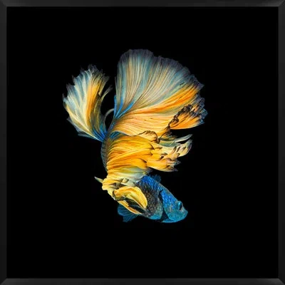 Wendover Art Group Halfmoon Betta 1 By Mat Sanders - Single Picture Frame Photograph In Blue;black;yellow