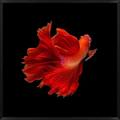 Wendover Art Group Halfmoon Betta 2 By Mat Sanders - Single Picture Frame Photograph In Black;red