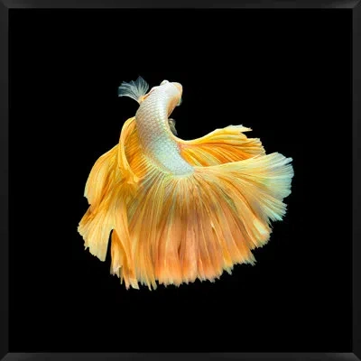 Wendover Art Group Halfmoon Betta 3 By Mat Sanders - Single Picture Frame Photograph In Black;yellow