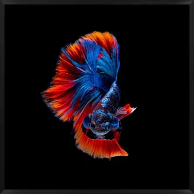 Wendover Art Group Halfmoon Betta 4 By Mat Sanders - Single Picture Frame Photograph In Blue;black;orange