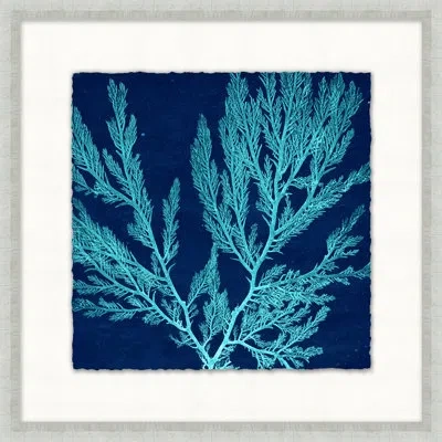 Wendover Art Group Heliopora Coerulea 2 - Picture Frame Print On Paper In Navy