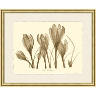 Wendover Art Group Hibiscus - Picture Frame Painting On Paper In Brown;cream