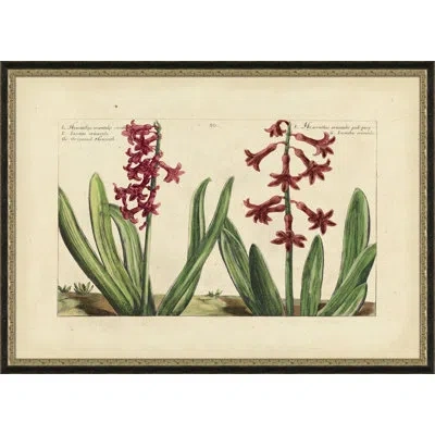 Wendover Art Group Hyacinthus Orientalis - Picture Frame Painting On Paper In Green;red;cream