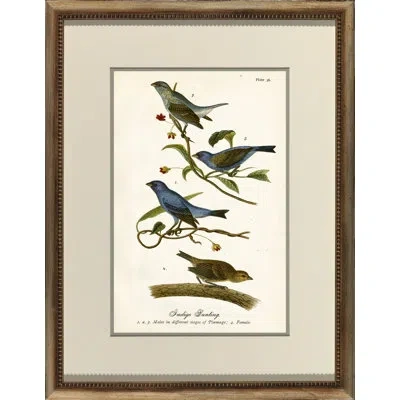 Wendover Art Group Indigo Bunting Picture Frame Graphic Art In Blue;brown;green